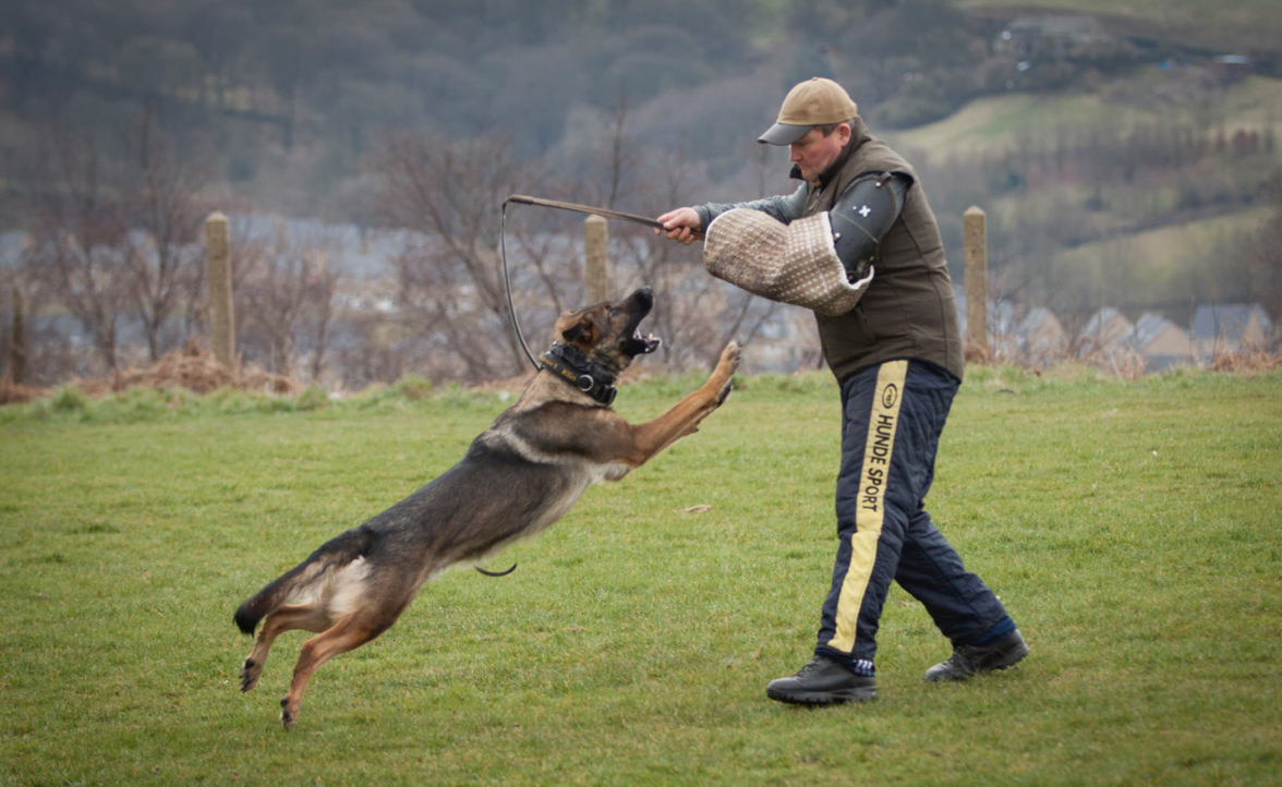 German Shepherd Protection Training Sport Dogs UK