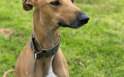 Reactive Dog Training: What Actually Works