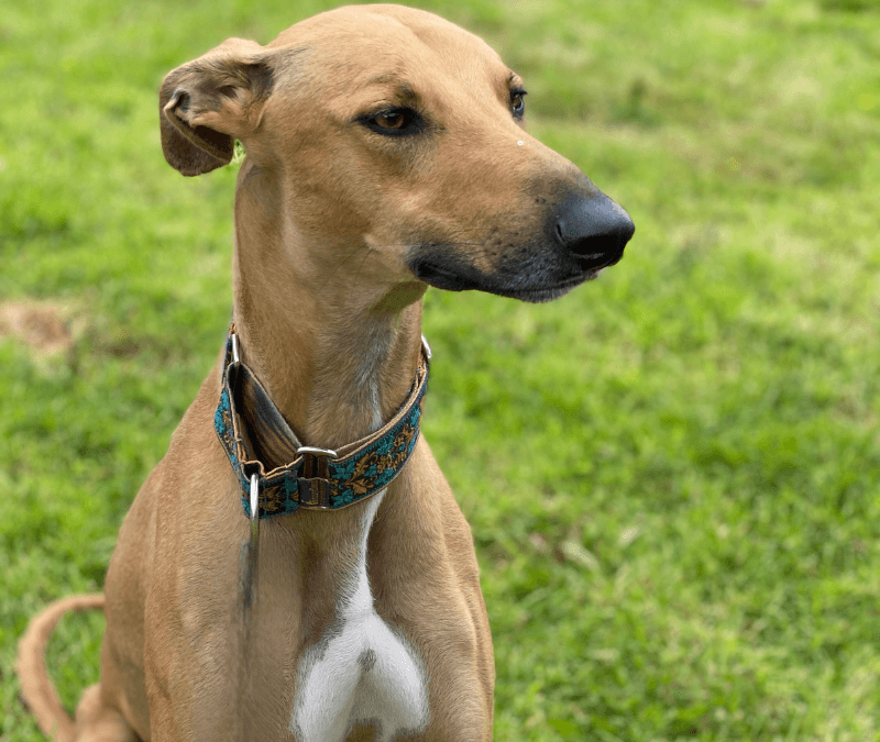 Lurcher in a 1-to-1 training session with Liberty K9 Cheshire