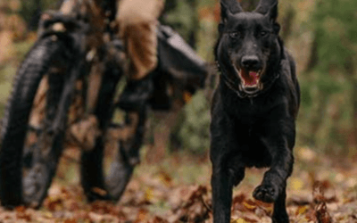 What Is NePoPo Dog Training? The Method Explained