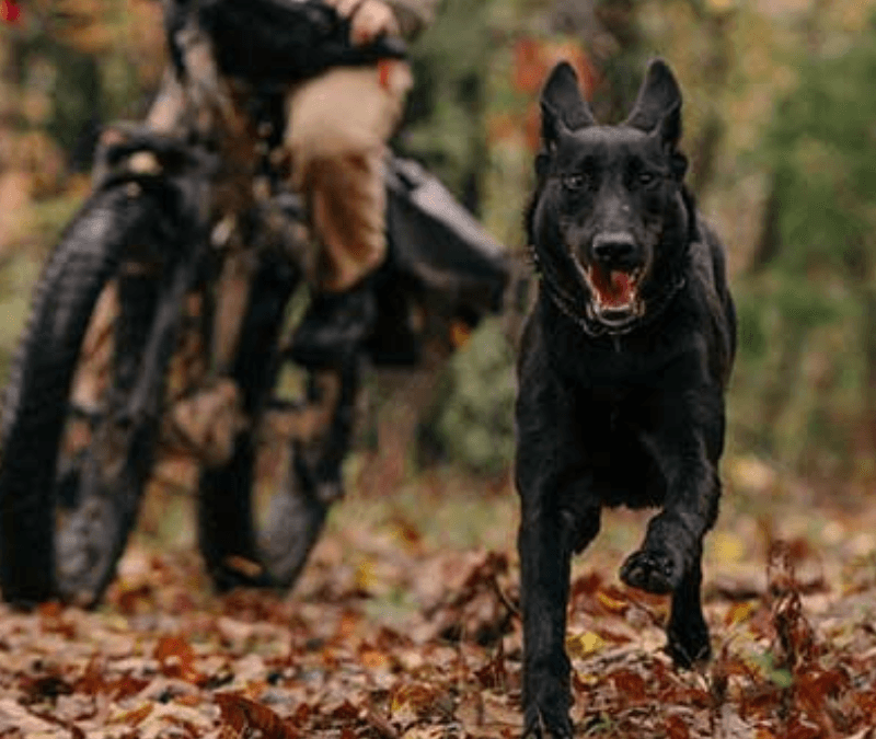 NePoPo Malinois
