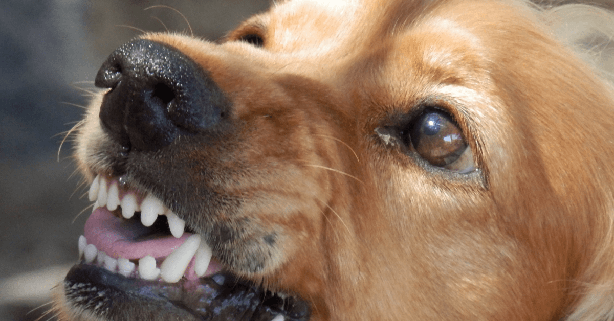 Dog Aggression - Liberty K9 Training UK