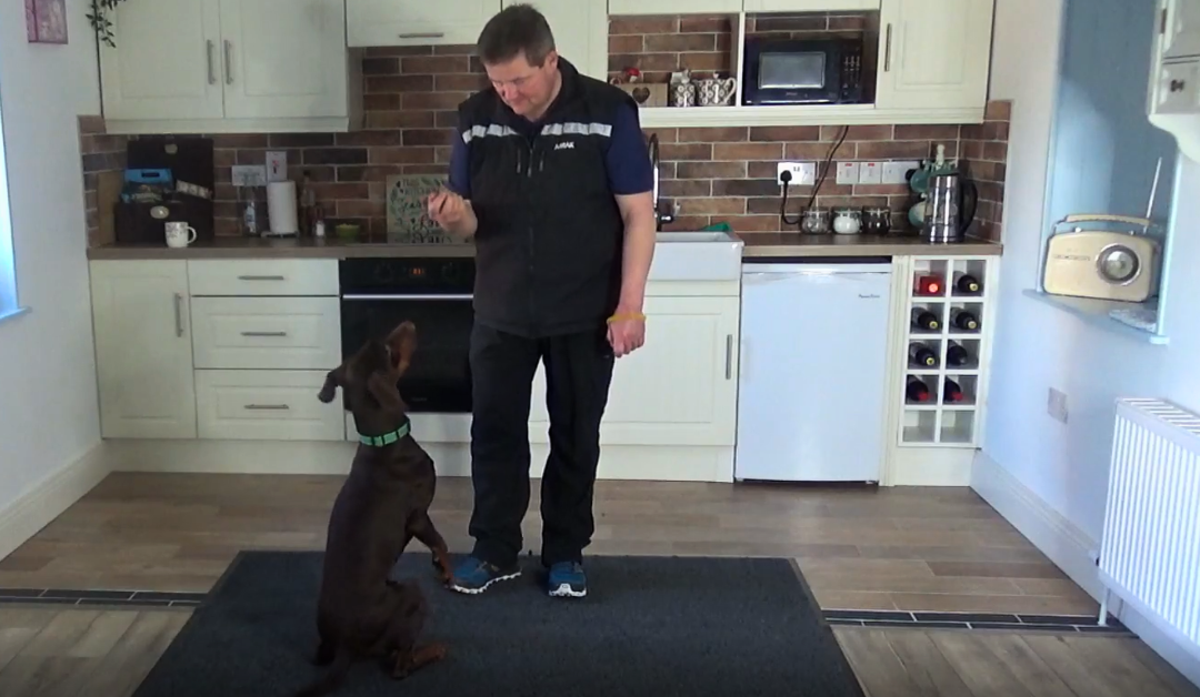 one to one obedience dog training