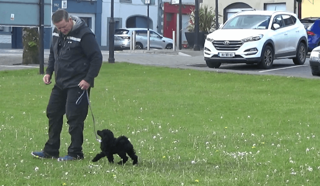 poodle puppy loose lead walking heel