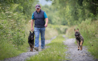 Is Board and Train Worth It for Dogs?