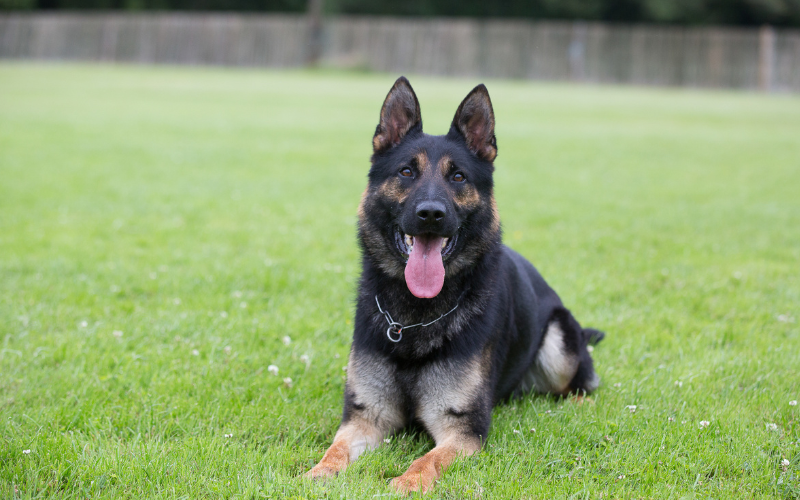 Residential dog training cost — Liberty K9 Nantwich Cheshire