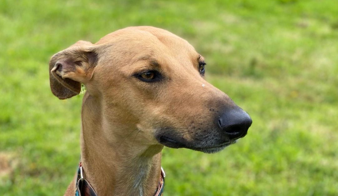 Lurcher on a lead during recall training in Cheshire