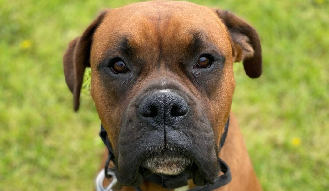 Boxer sitting calmly on the lead during a Liberty K9 dog training session