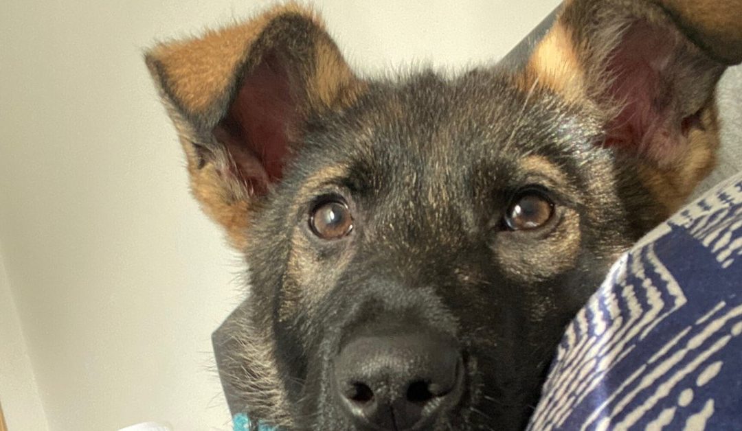 German Shepherd puppy looking up at the camera