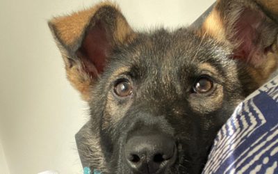 Puppy Biting: Why It Happens and What to Do